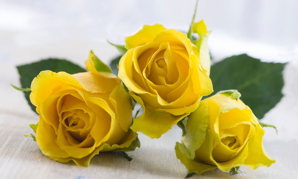 Yellow Roses