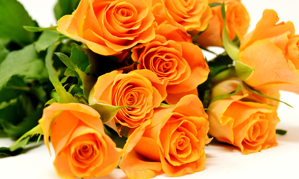 Orange Roses