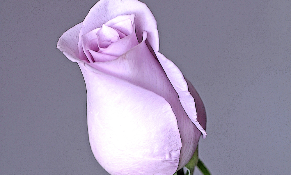 Purple Roses