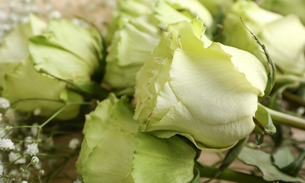 Green Roses